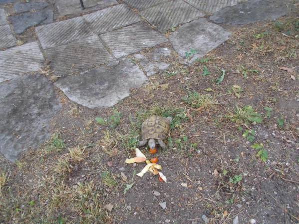 DSCN2536 (FILEminimizer)