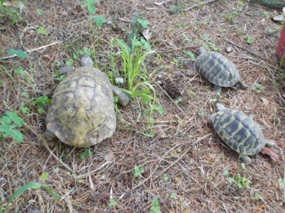 dscn2759-fileminimizer