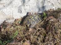 DSCN4844 (FILEminimizer)