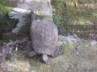 DSCN4930 (FILEminimizer)