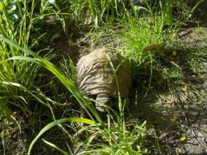 DSCN4973 (FILEminimizer)