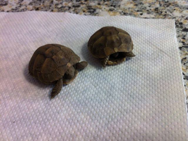 22140562_1569107583112151_1630635022_o