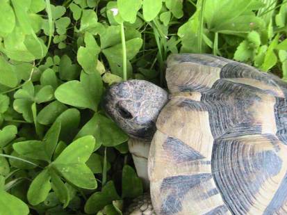 IMG_8368 (FILEminimizer)