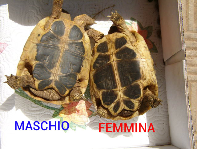 Testudo_hermanni_hermanni_Male_female1