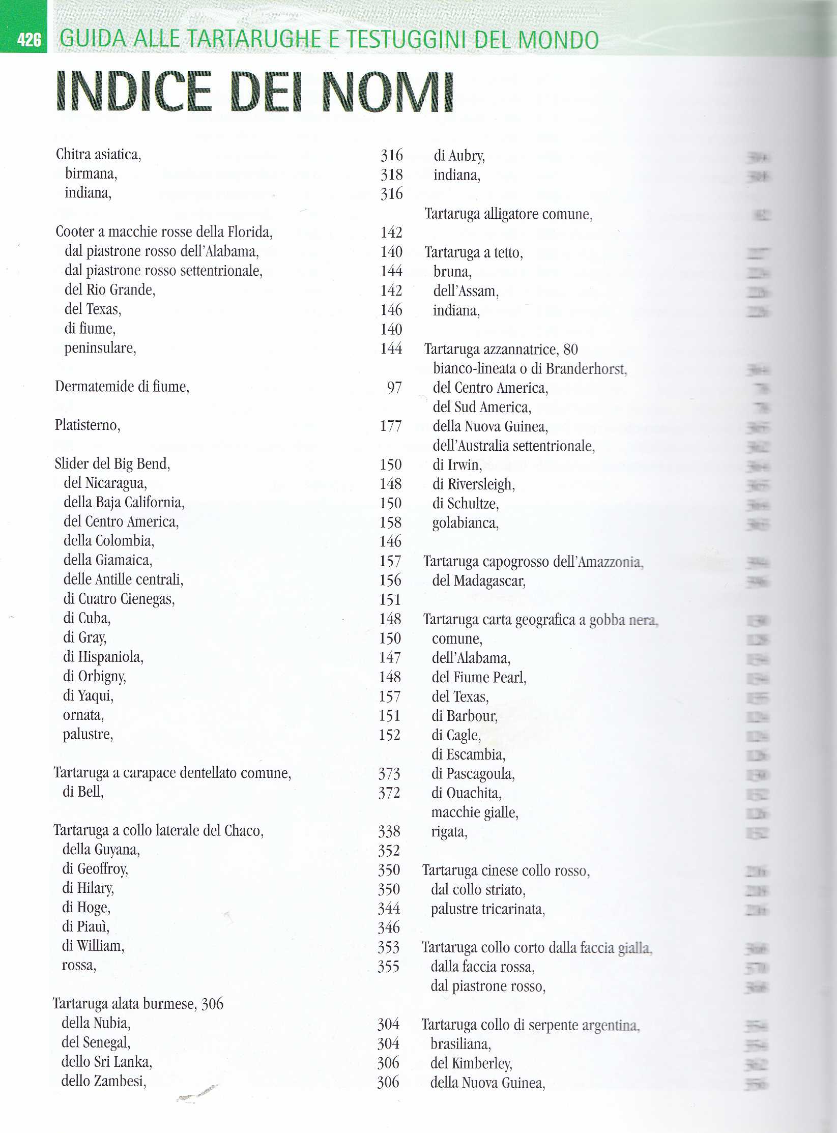 TARTARUGHE FERRI SOCCINI2025