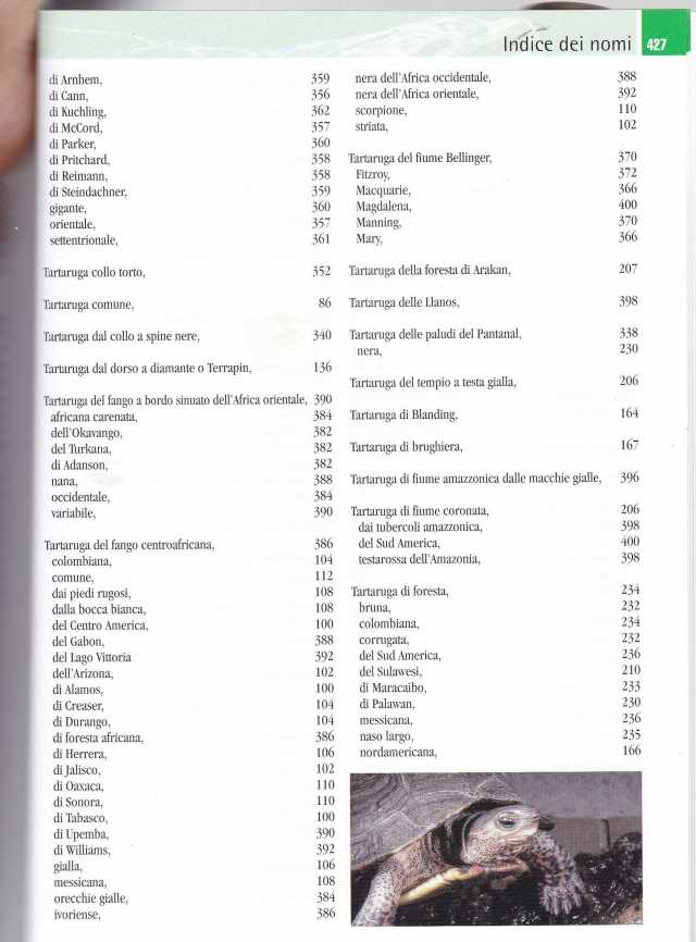 TARTARUGHE FERRI SOCCINI2026