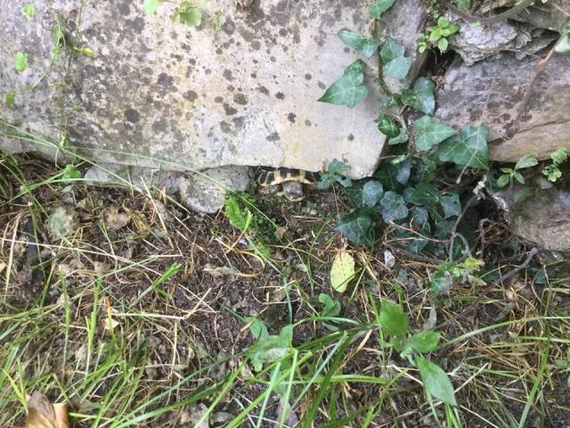 36087436_213310109493549_1040180219404615680_n