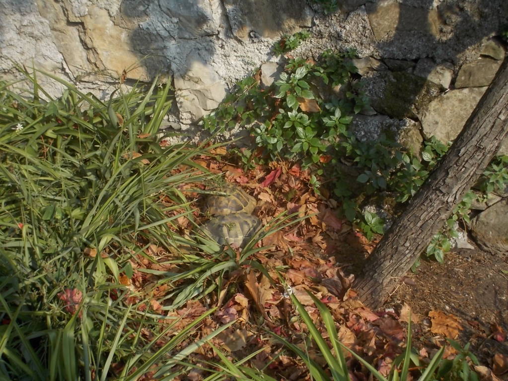 DSCN1135 (FILEminimizer)