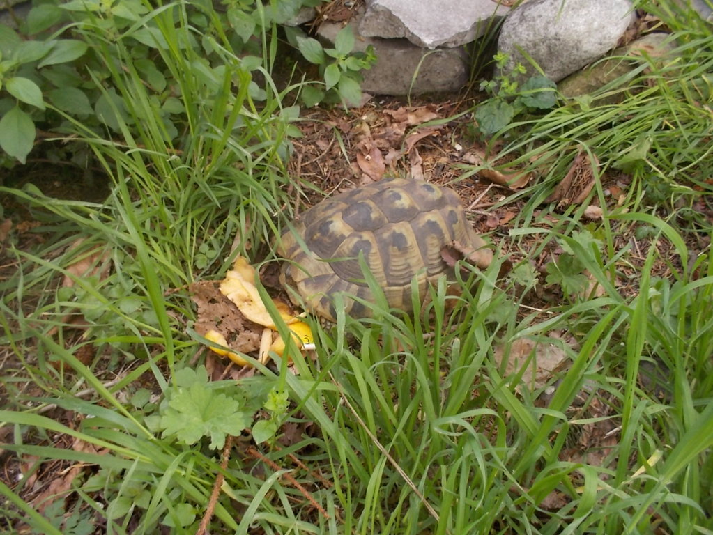 DSCN1630 (FILEminimizer)