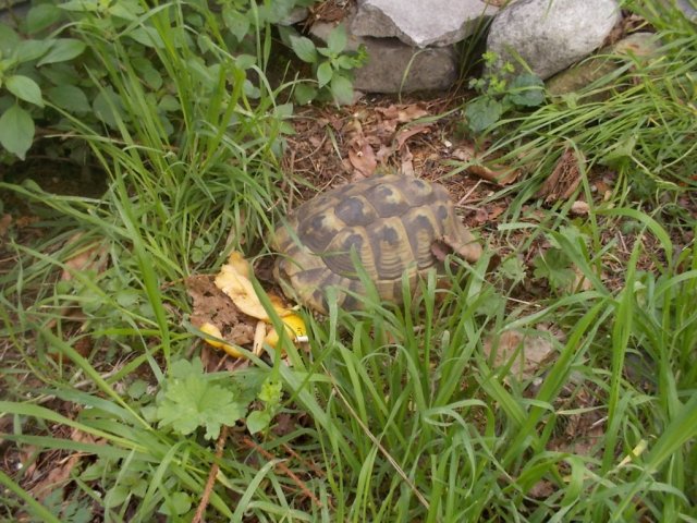 DSCN1630 (FILEminimizer)