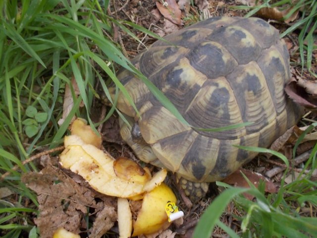 DSCN1632 (FILEminimizer)