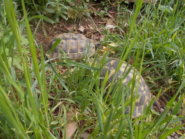 DSCN1634 (FILEminimizer)