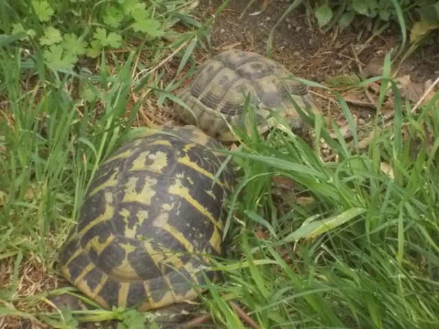 DSCN1635 (FILEminimizer)