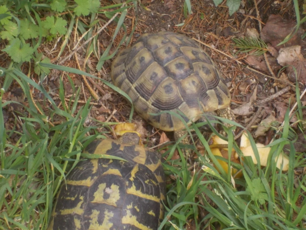 DSCN1636 (FILEminimizer)