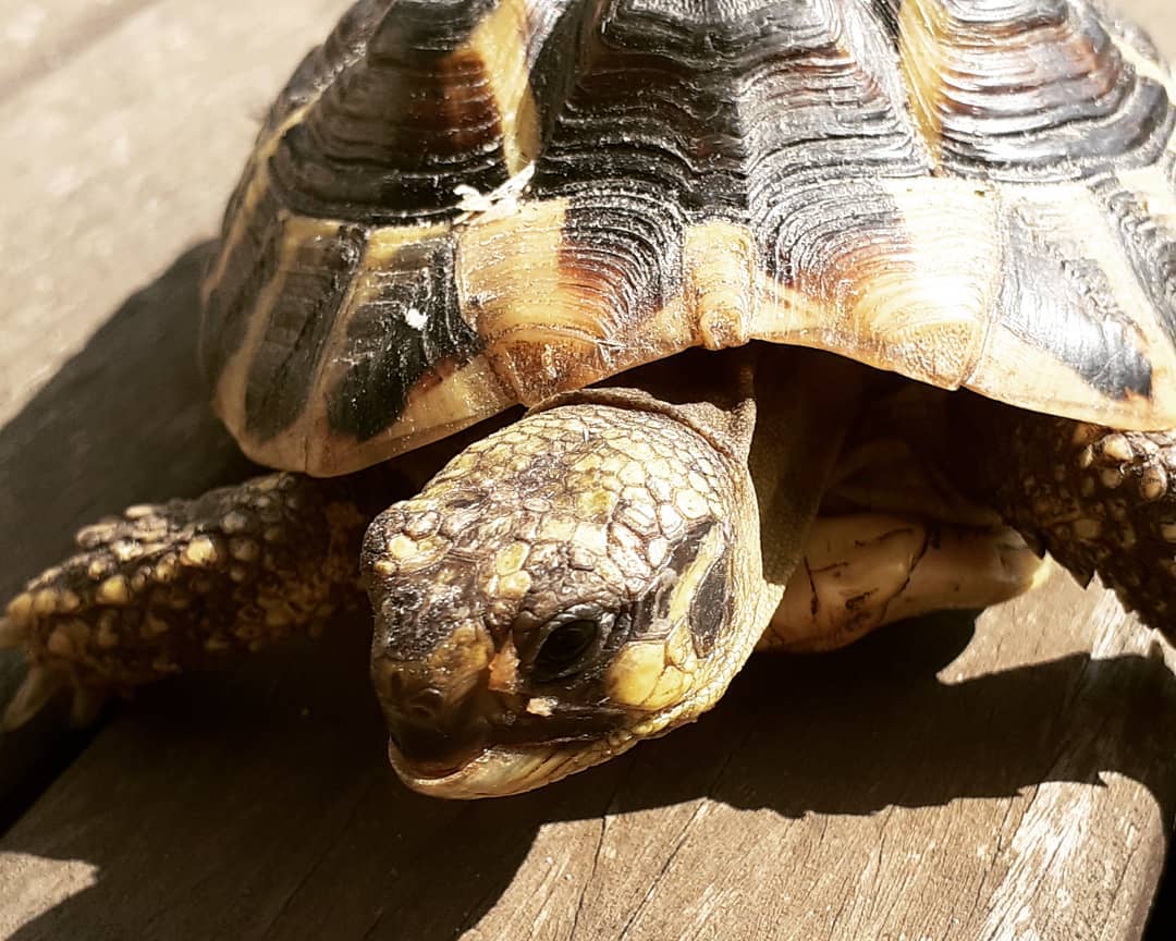 90409536_1502958346578220_2946135535514084206_n