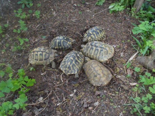 DSCN3519 (FILEminimizer)