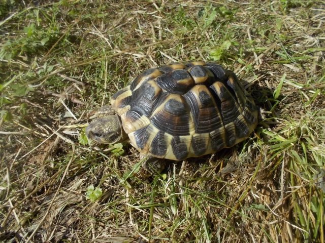 DSCN3571 (FILEminimizer)