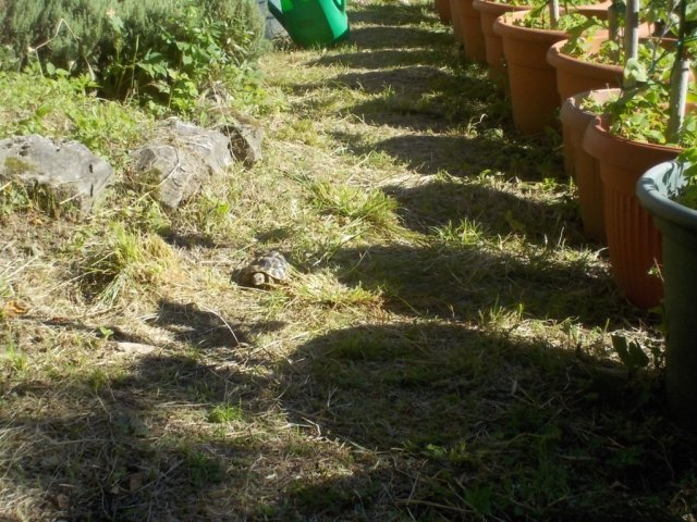 DSCN3572 (FILEminimizer)